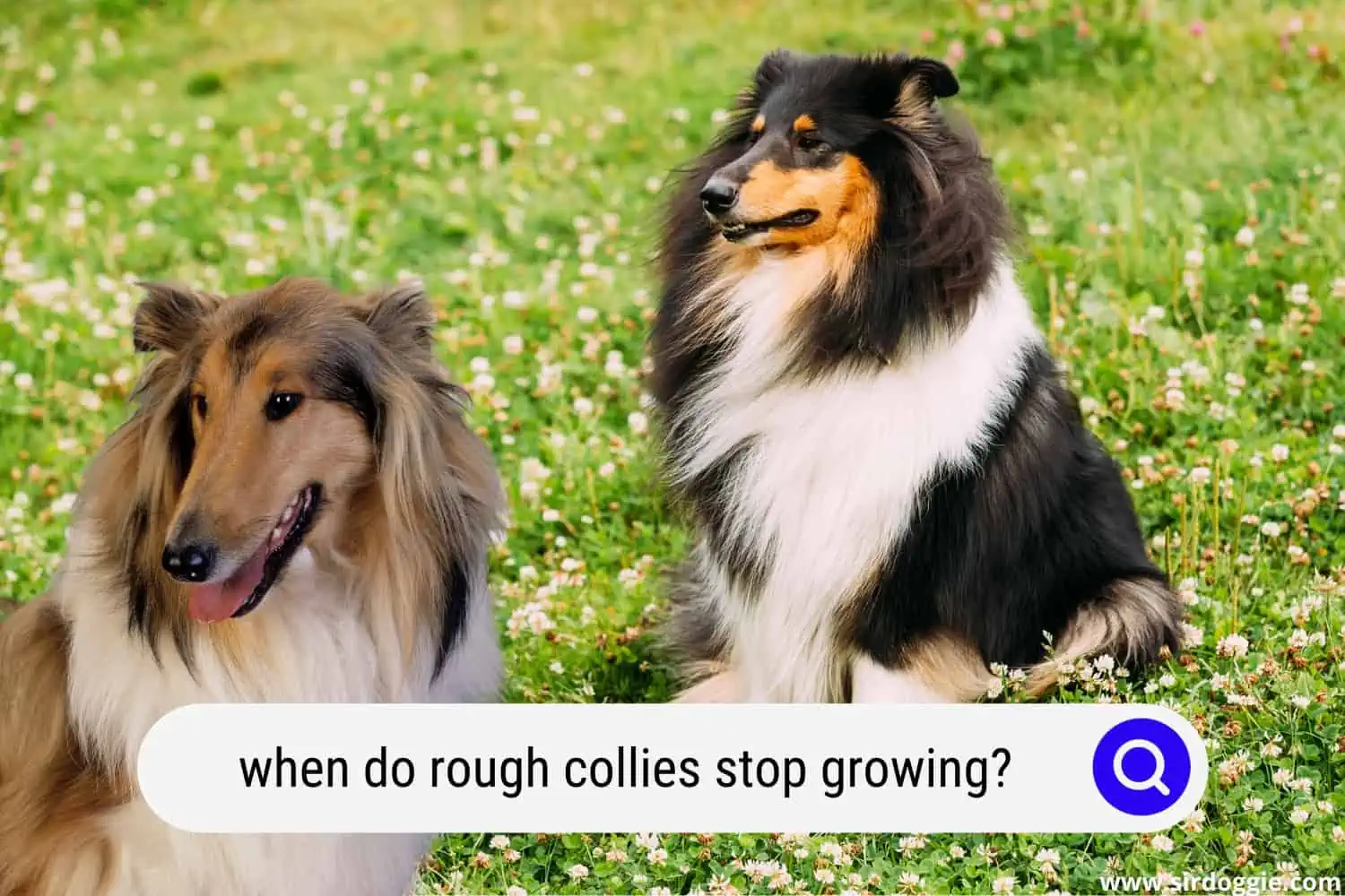 when do rough collies stop growing