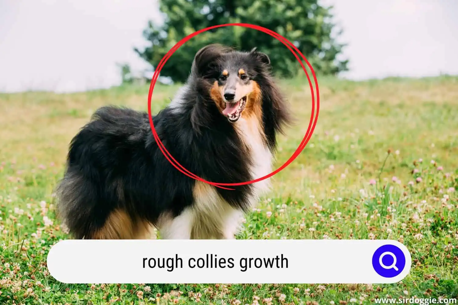rough collies growth