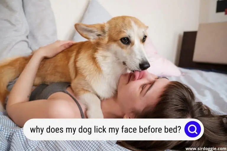 Why Does My Dog Lick My Face Before Bed? (7 Reasons)