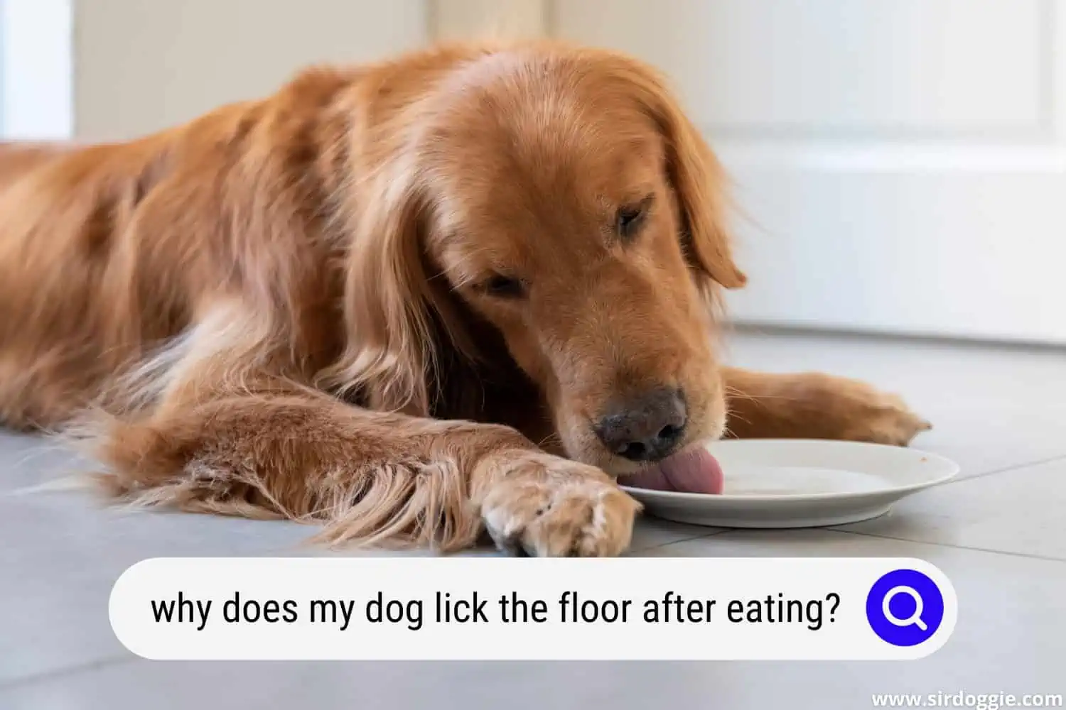 why does my dog lick the floor after eating