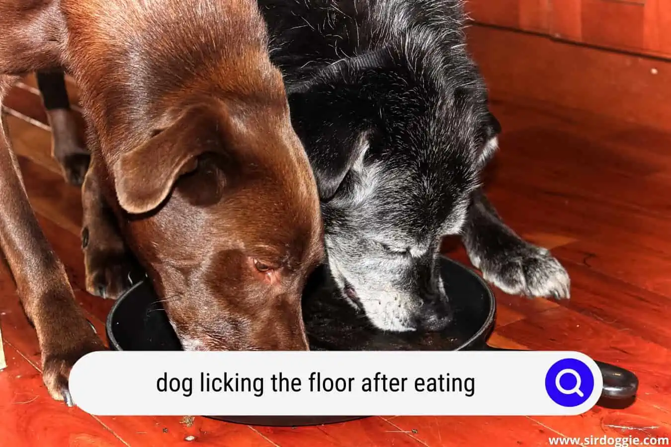 dog licking the floor after eating