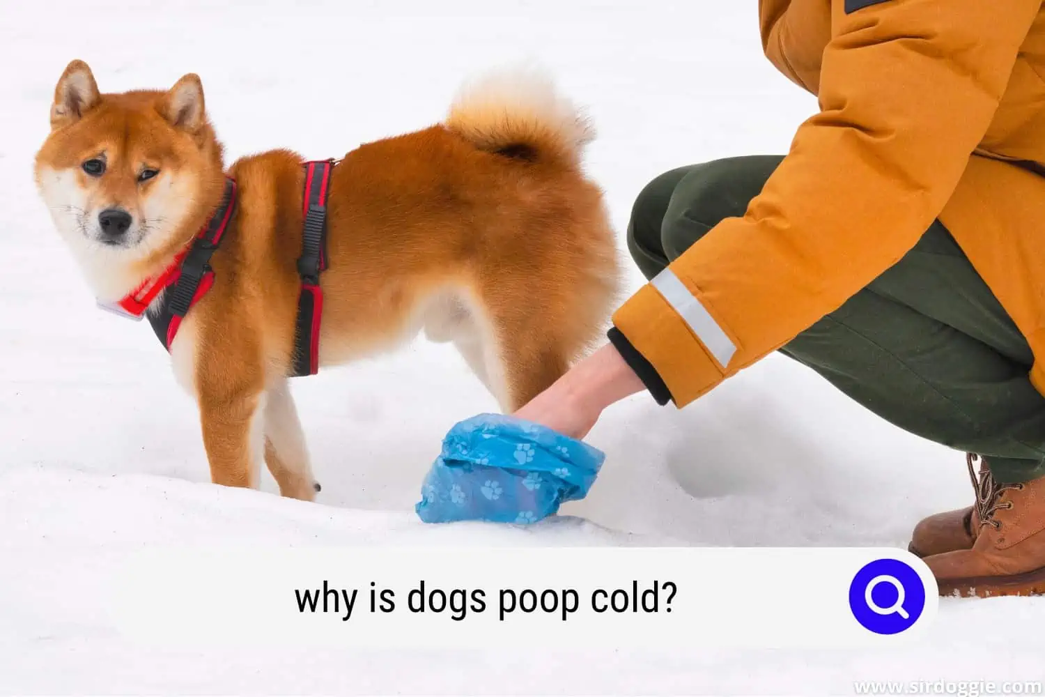 why is dogs poop cold