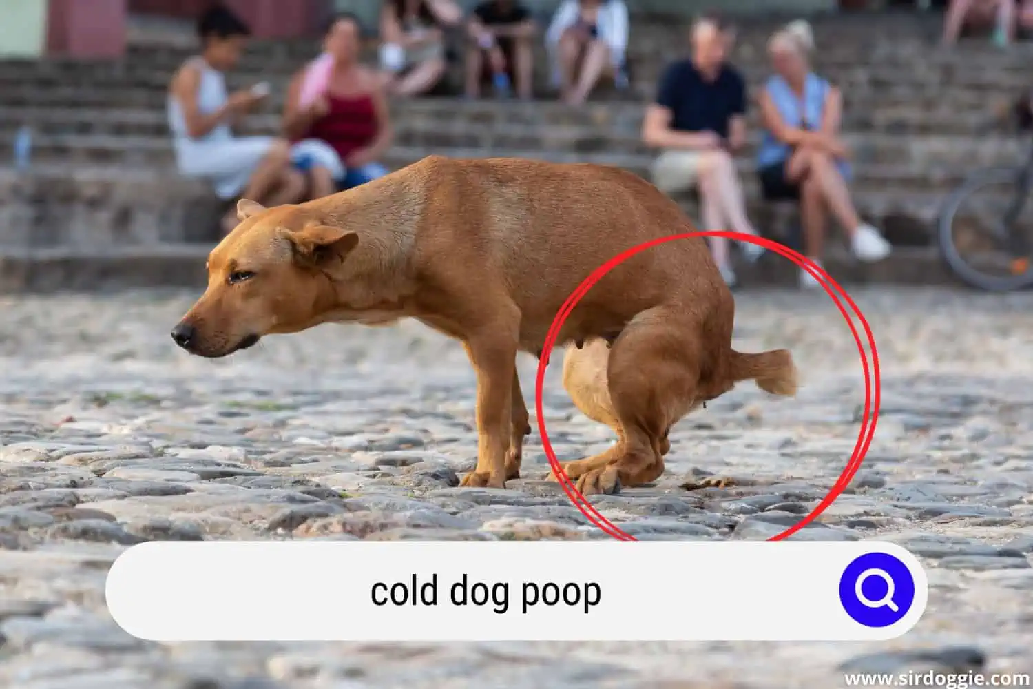 cold dog poop