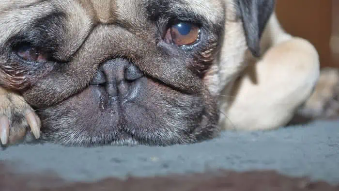 How To Clean A Pug’s Nose A Guide To A Proper Pug Hygiene