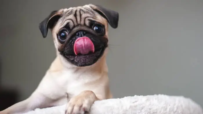 Pug is drooling excessively