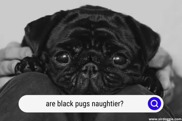 Are Black Pugs Naughtier?