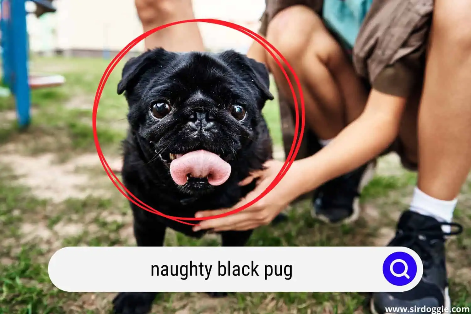 naughty black pug