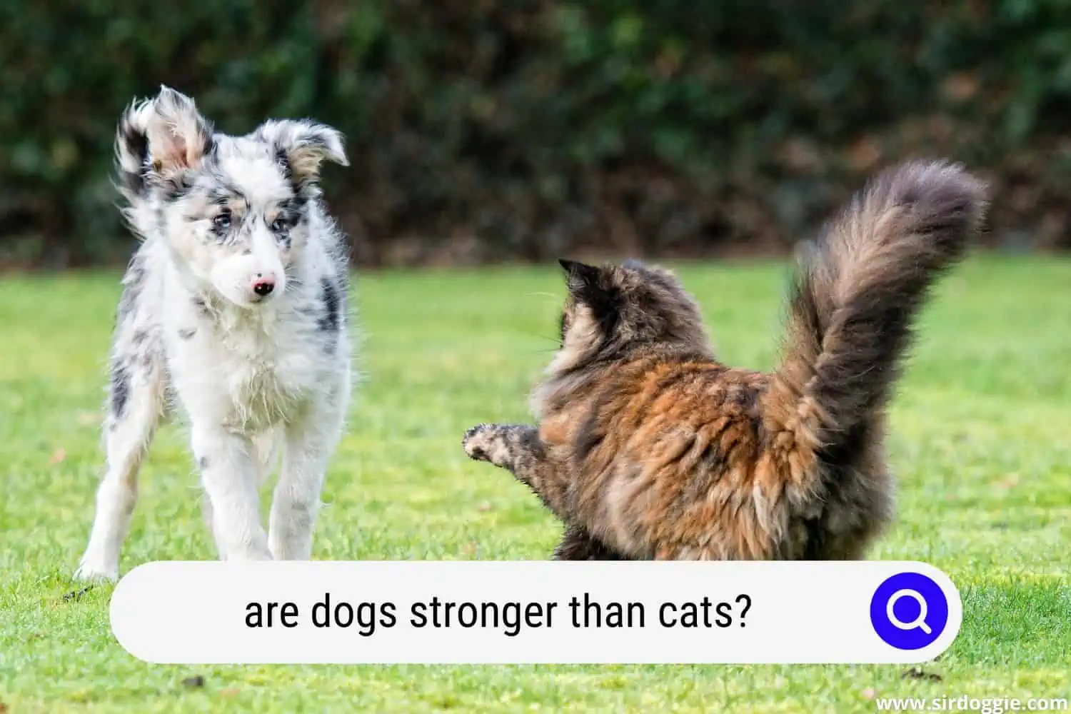 are dogs stronger than cats