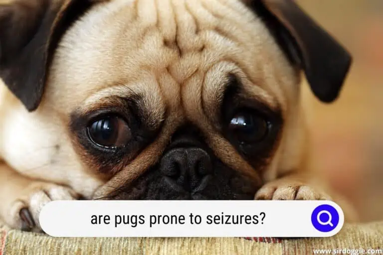 are pugs prone to seizures