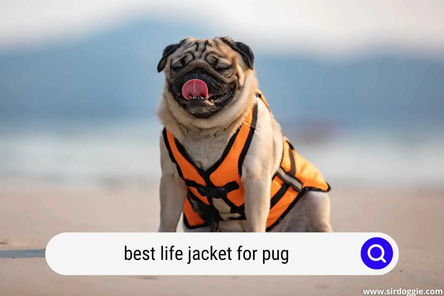 best life jacket for pug