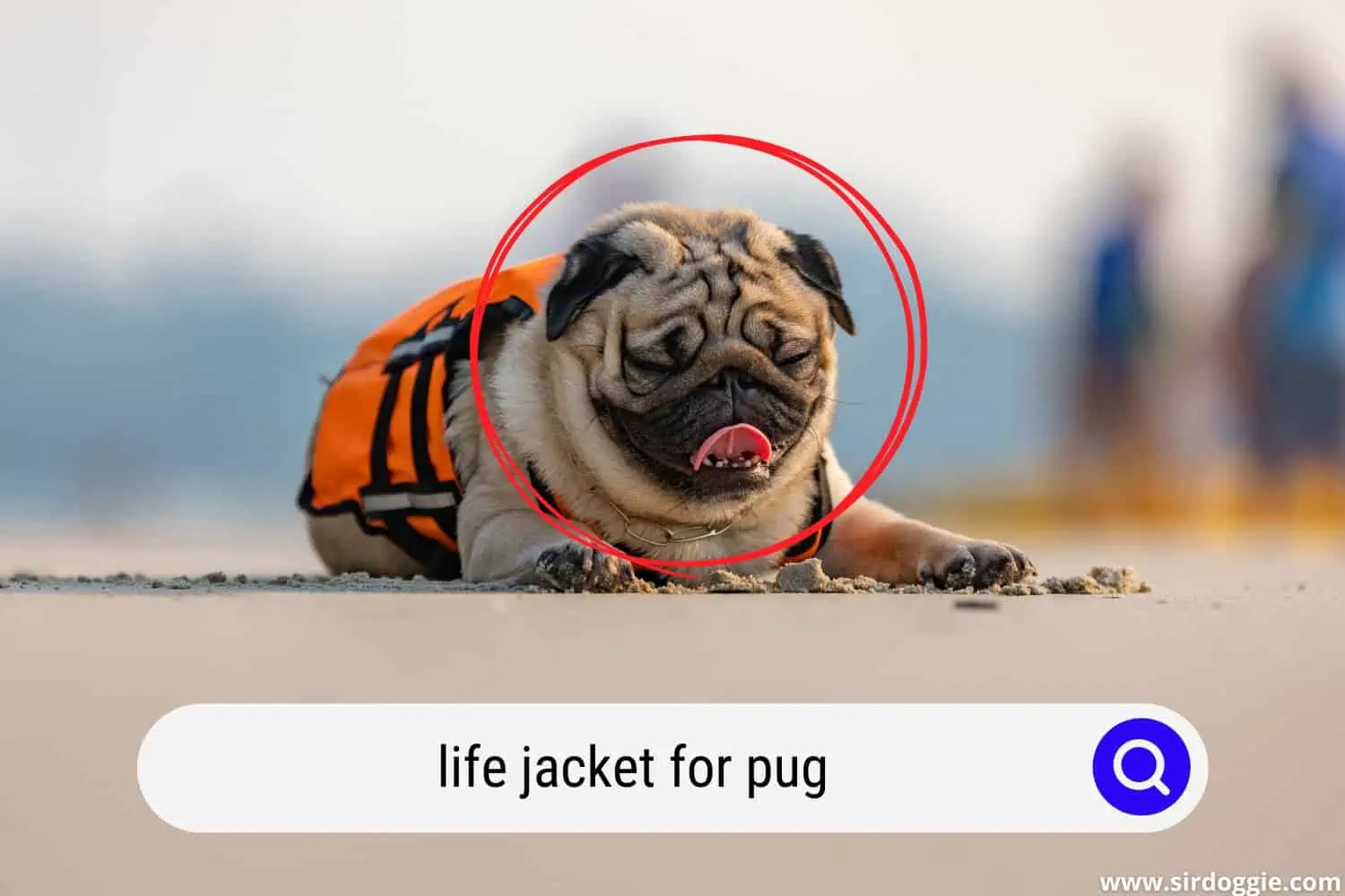 life jacket for pug