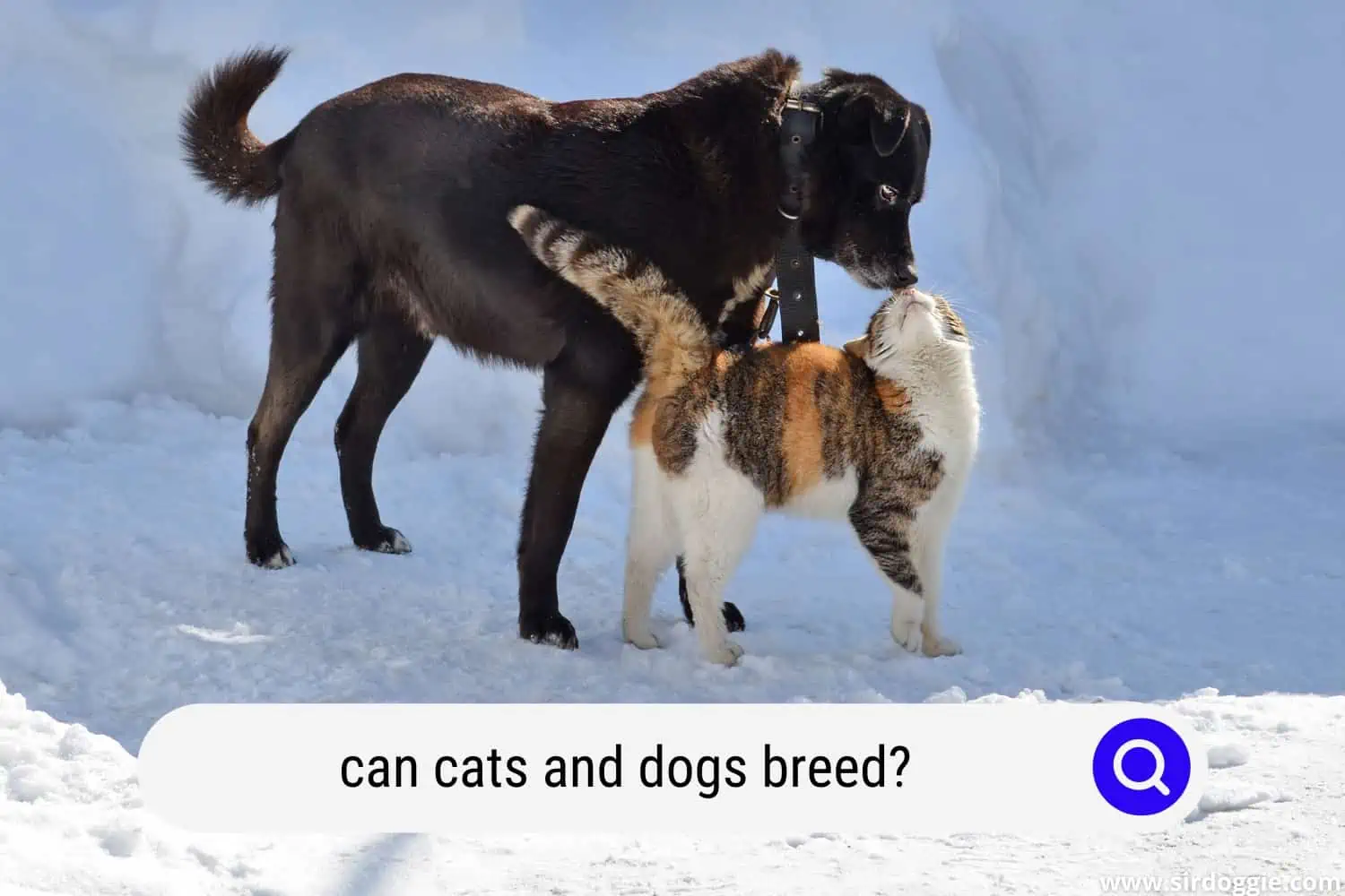 can cats and dogs breed
