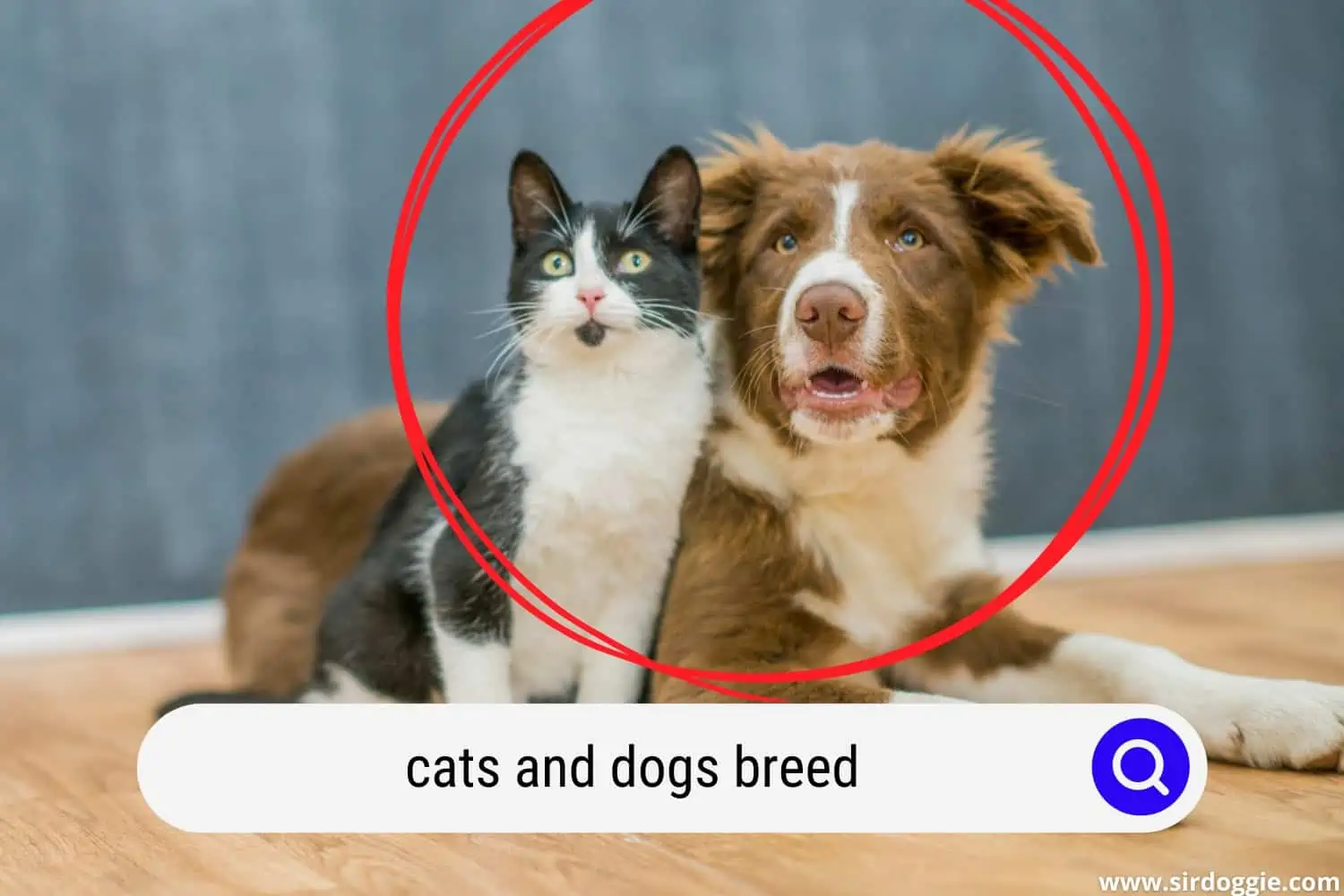 cats and dogs breed