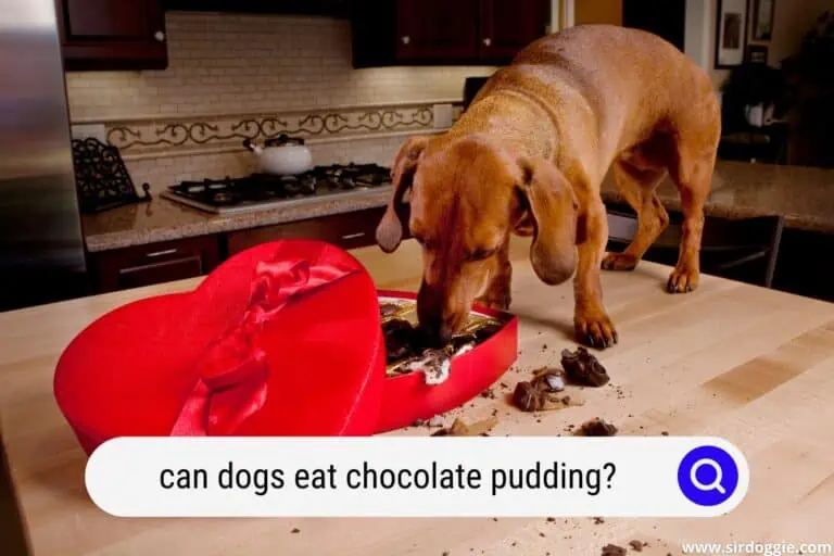 Can Dogs Eat Chocolate Pudding?