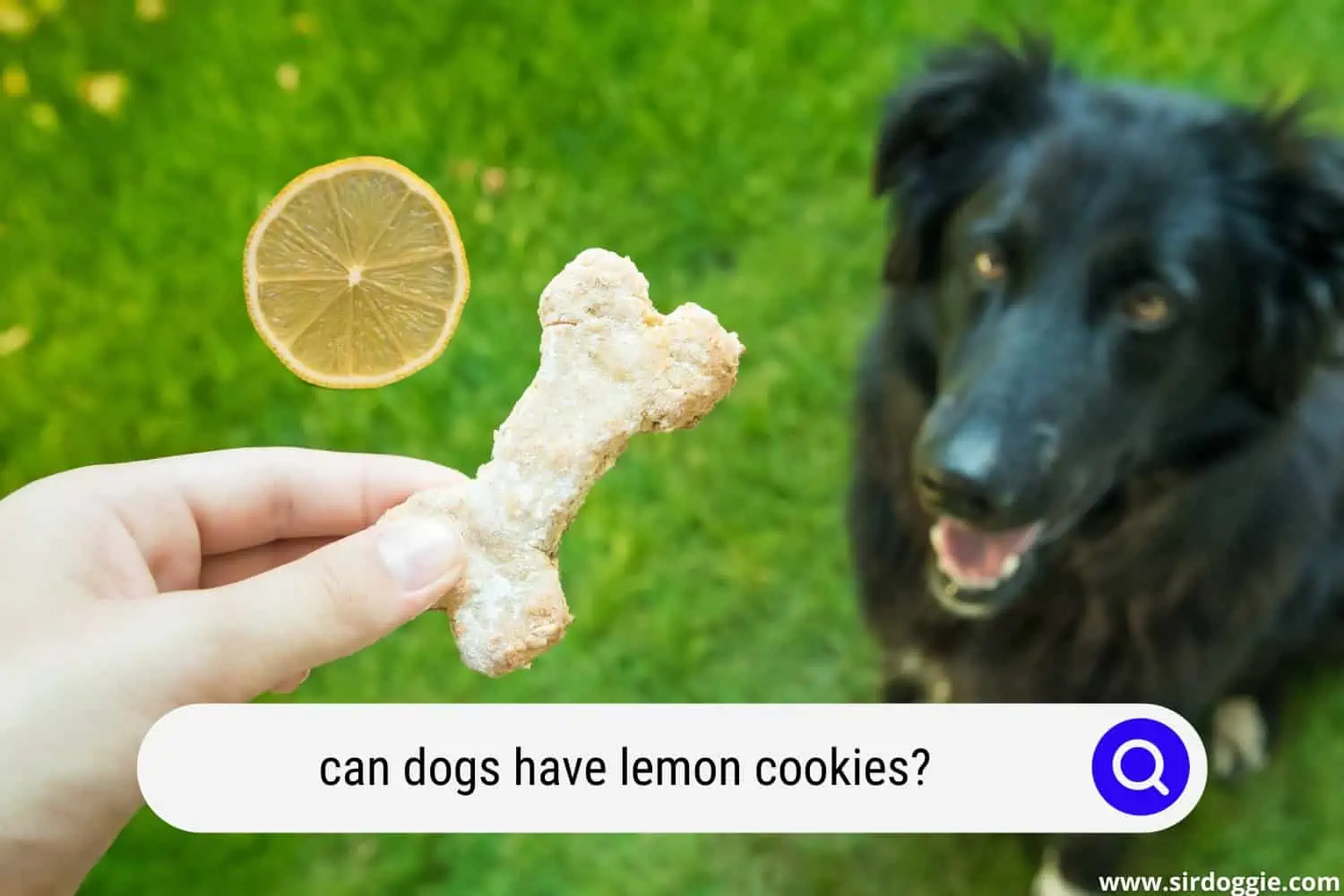 can dogs have lemon cookies
