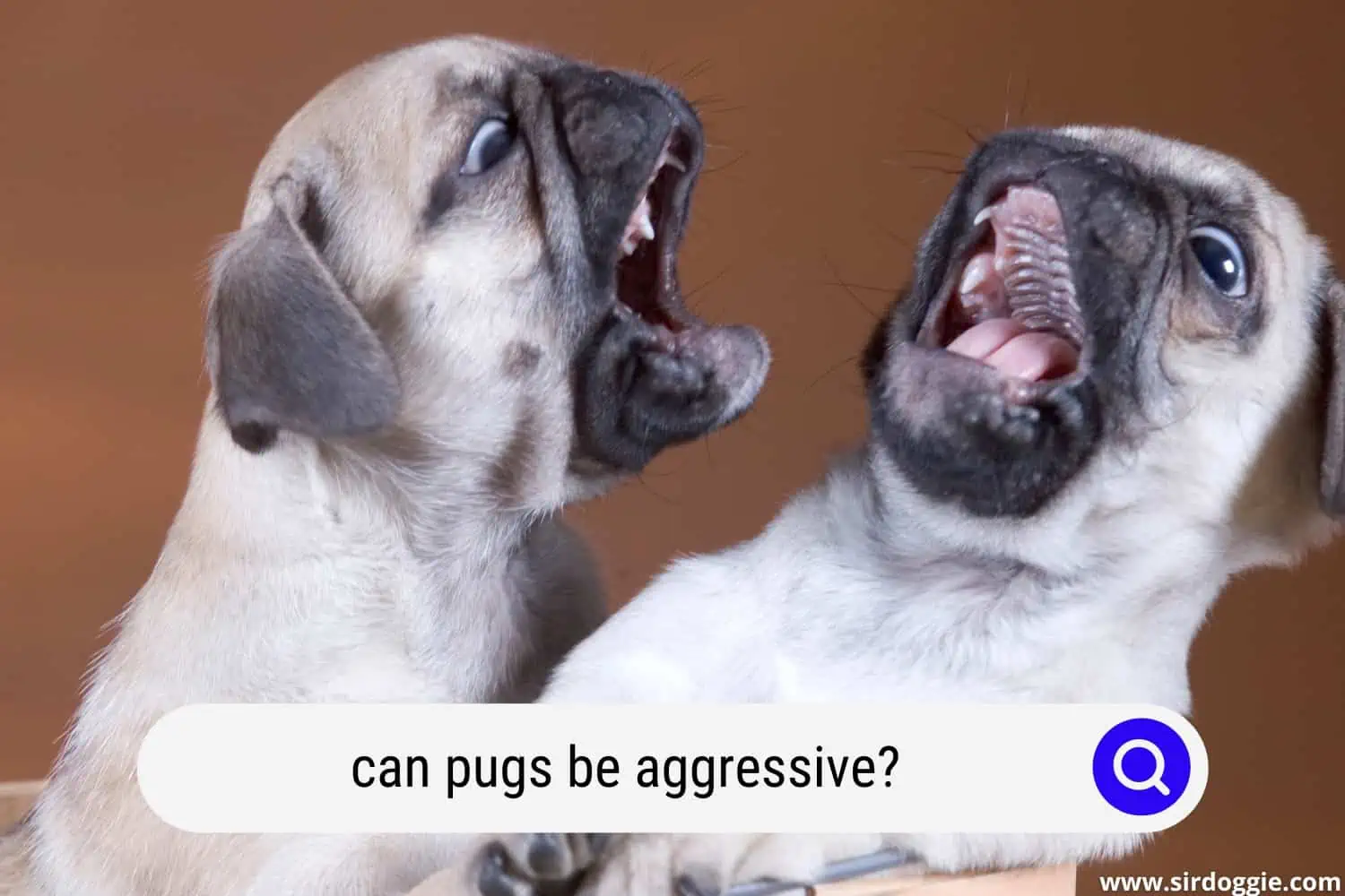 can pugs be aggressive