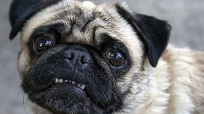 can pugs be aggressive
