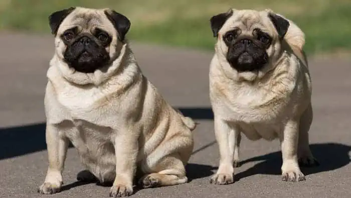 can pugs breed naturally