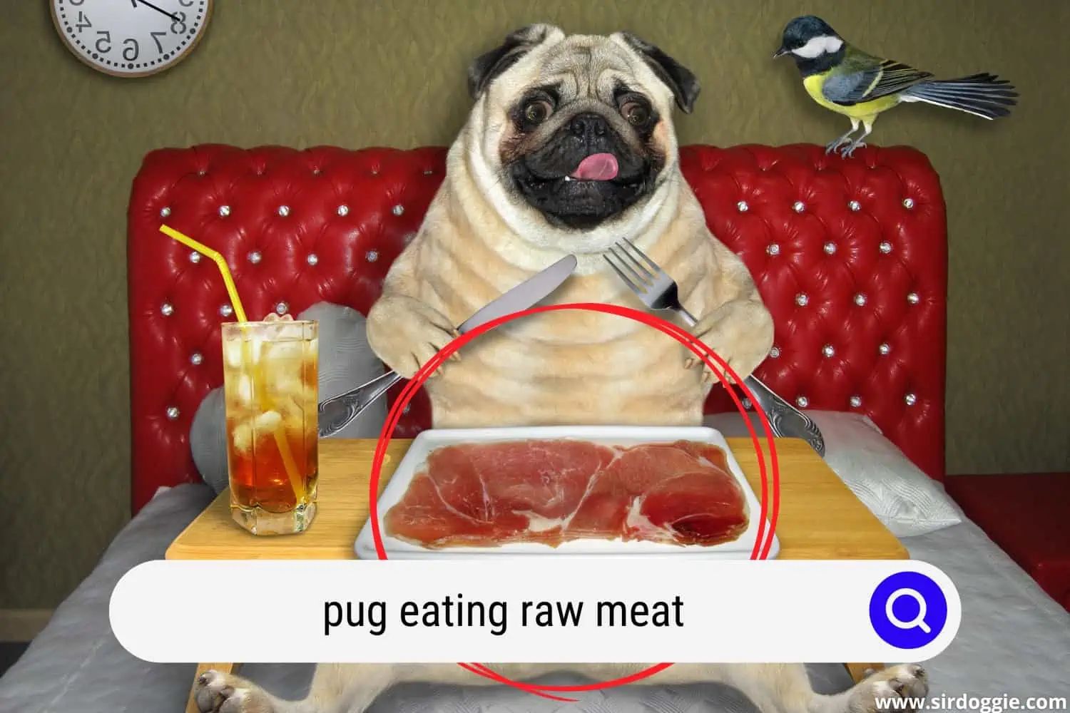 pug eating raw meat