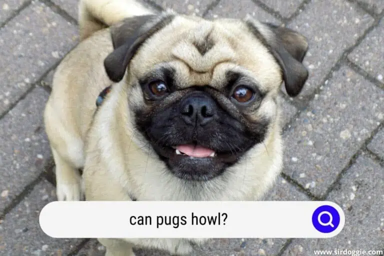 Can Pugs Howl? A Flashback To A Canine’s Ancestry