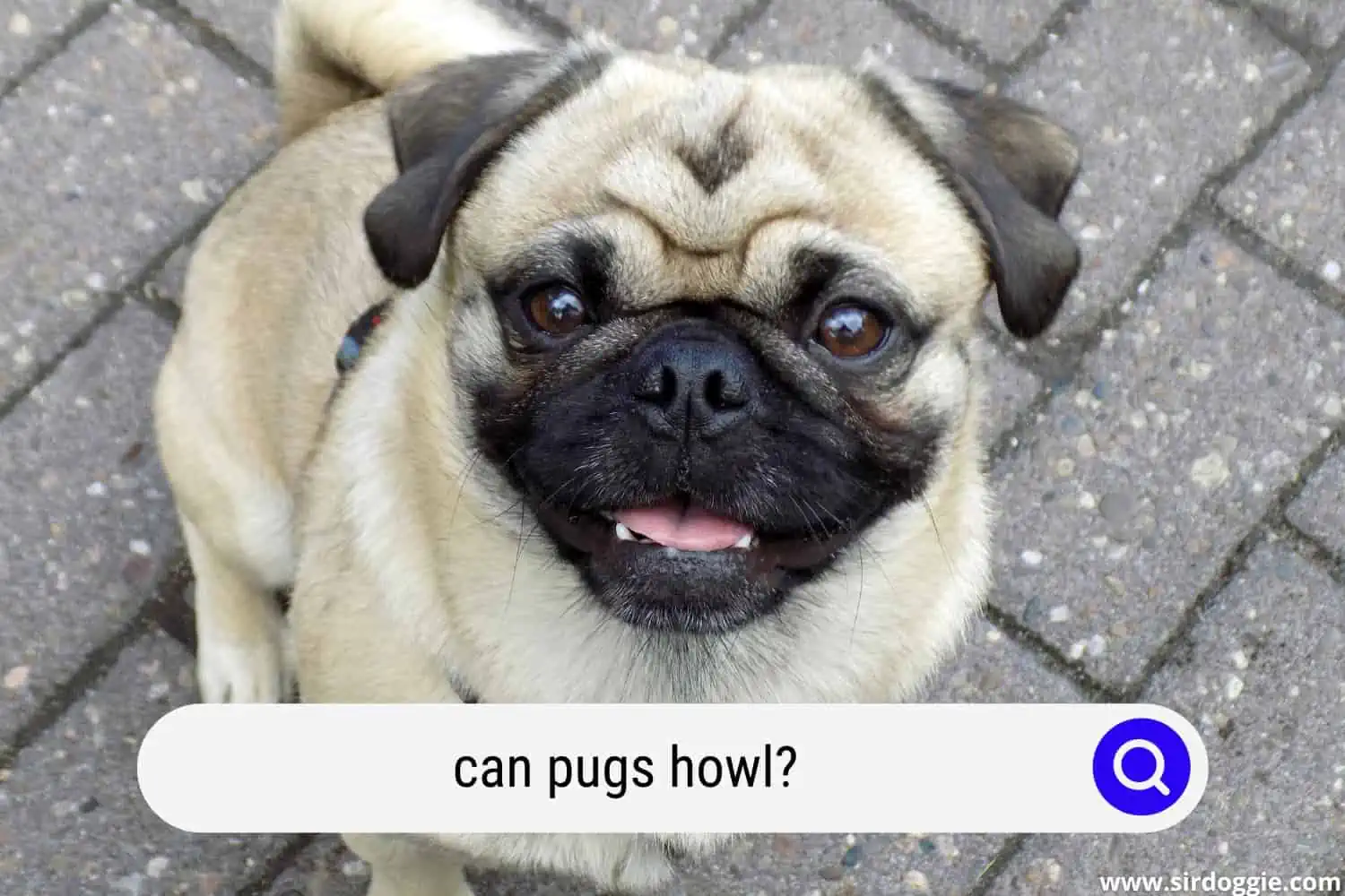 can pugs howl