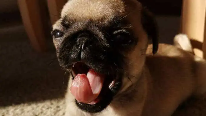 can pugs howl