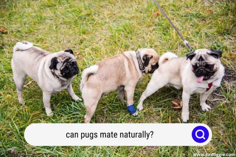Can Pugs Mate Naturally? Good Tips For A Future Breeder