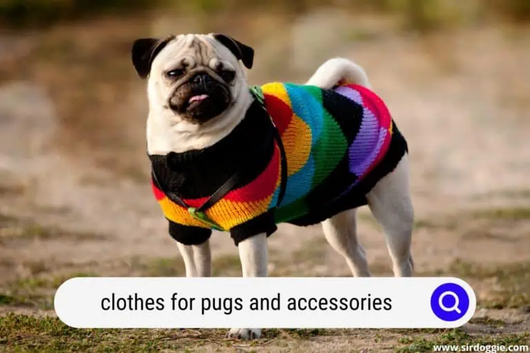 Clothes For Pugs and Accessories: Canine Passion For Fashion