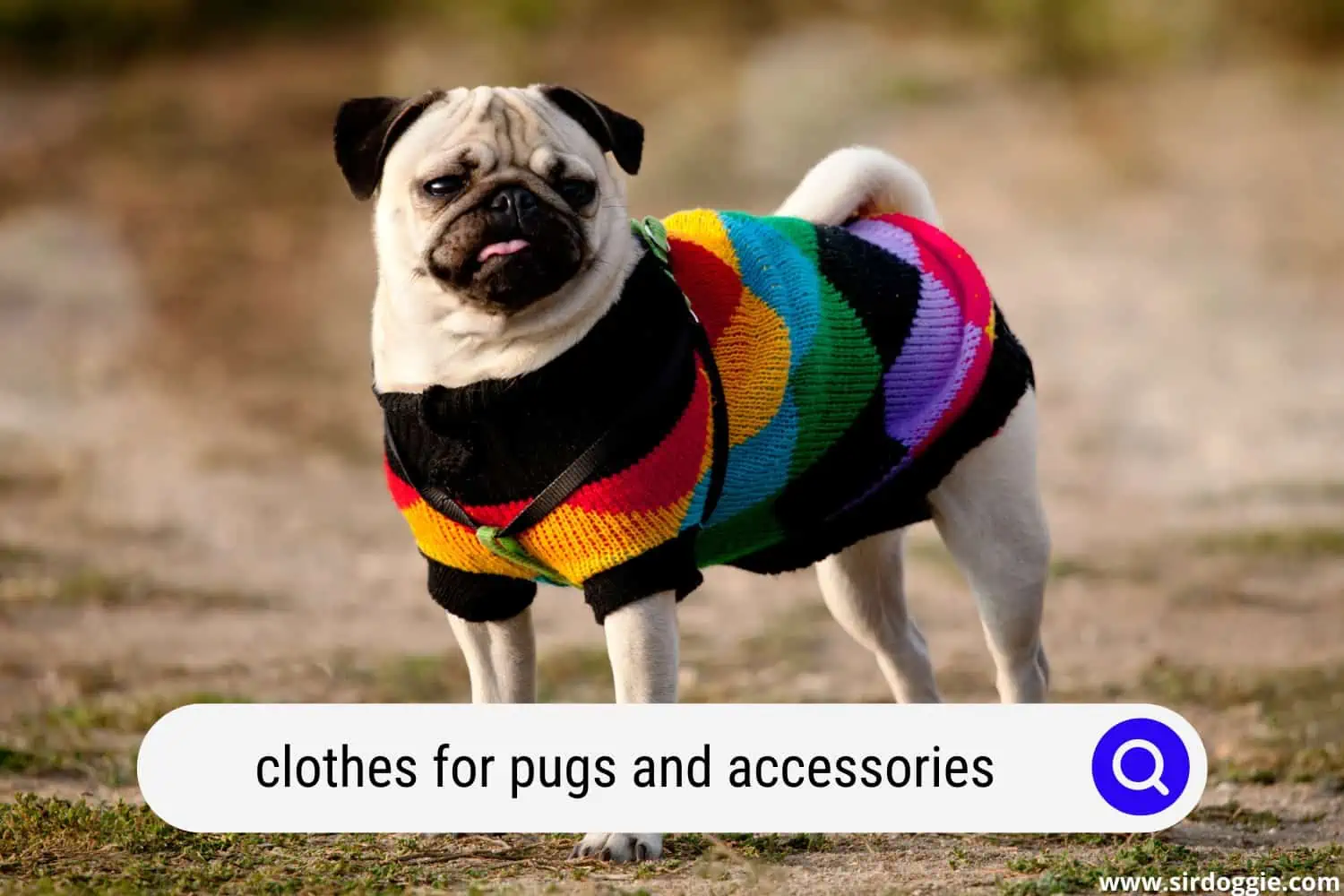 clothes for pugs and accessories