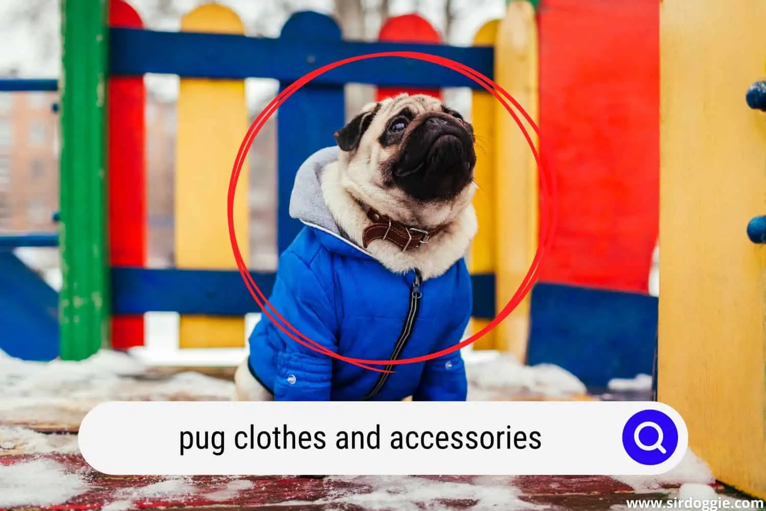 pug clothes and accessories