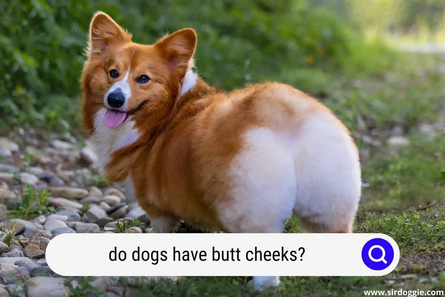 do dogs have butt cheeks