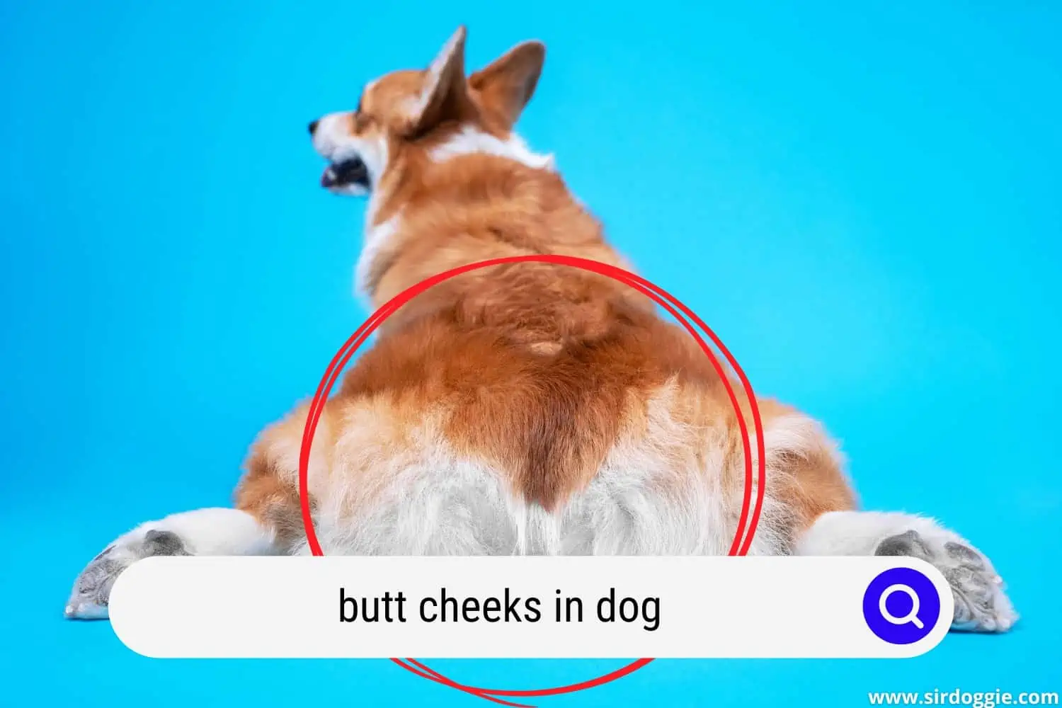 butt cheeks in dog