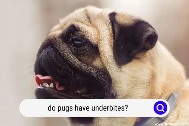 do pugs have underbites