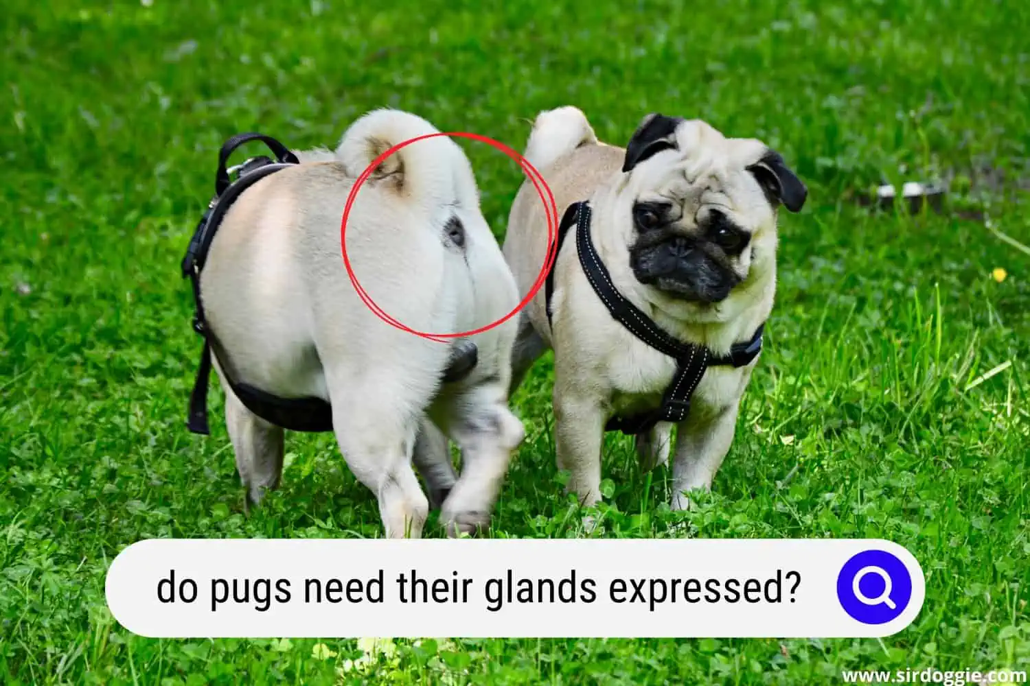 do pugs need their glands expressed