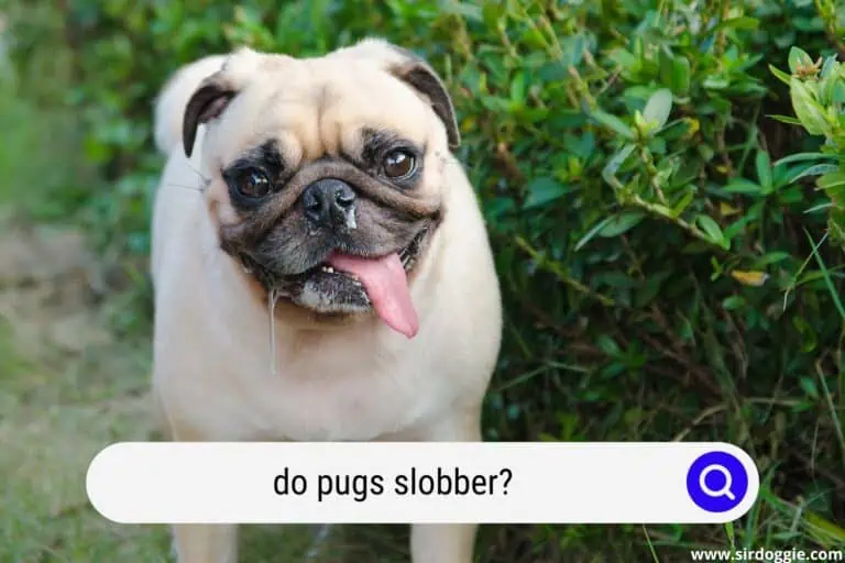 Do Pugs Slobber? 8 Reasons Why Canines Do That