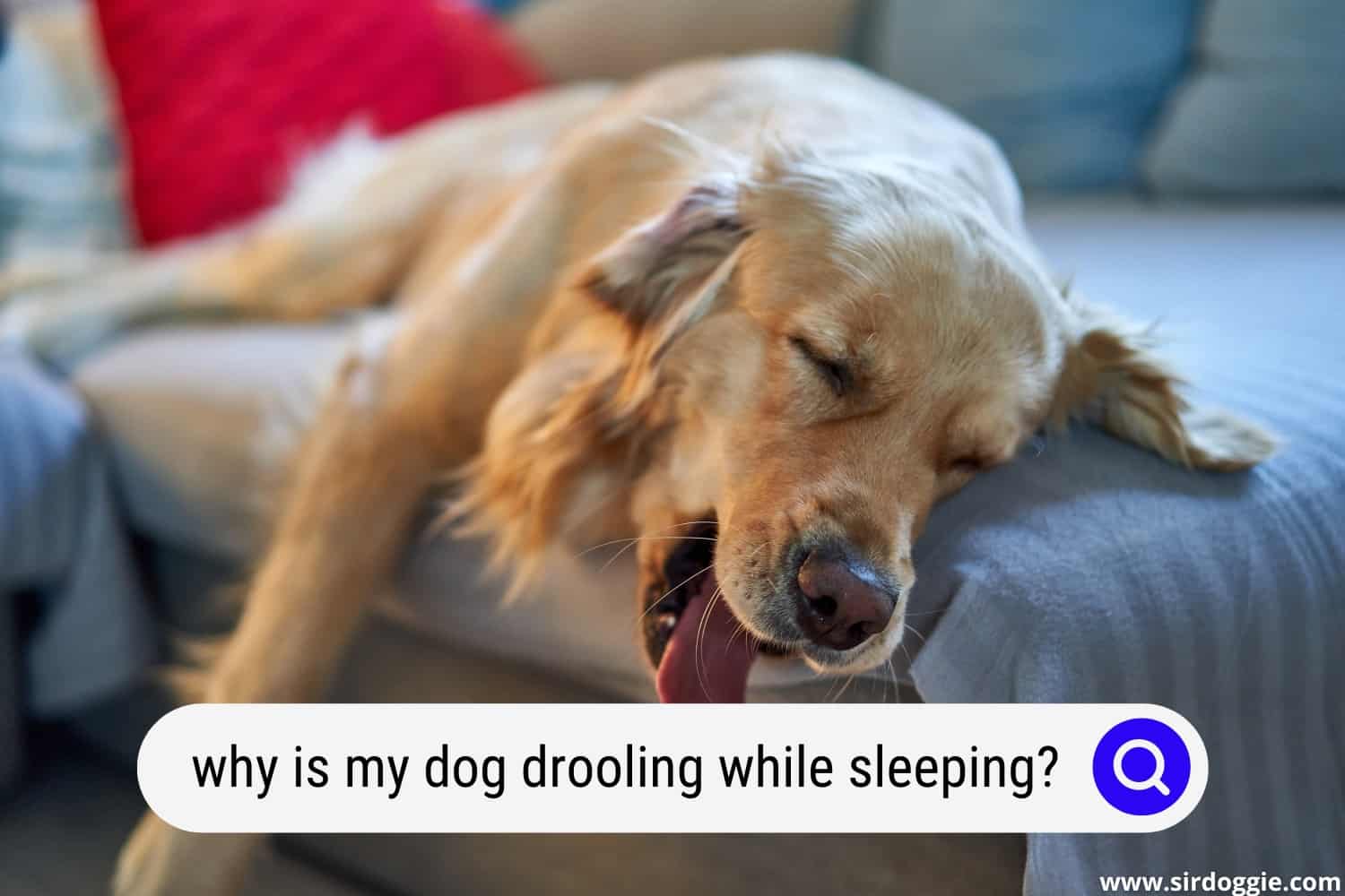 Why is My Dog Drooling While Sleeping? (4 Reasons)