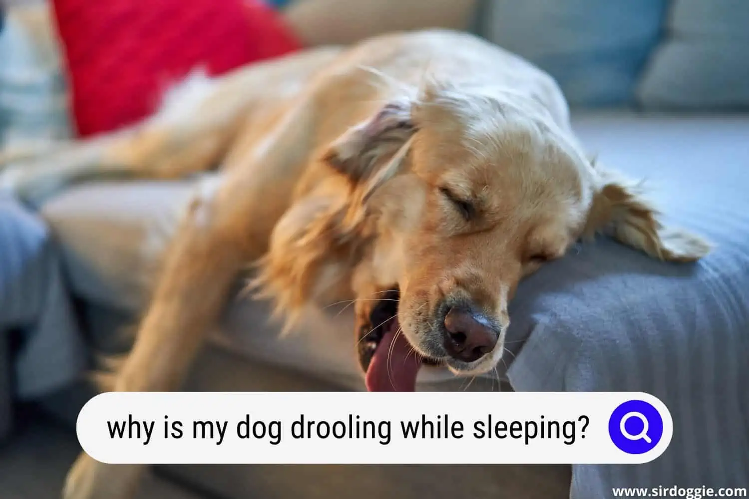 dog drooling while sleeping
