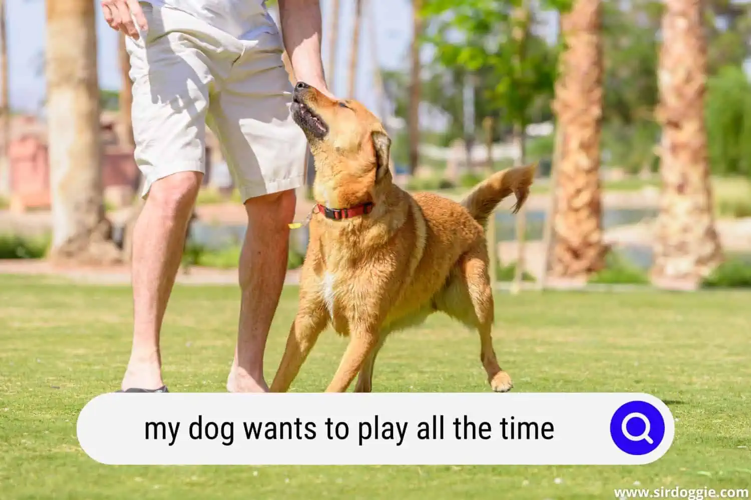 dog wants to play all the time