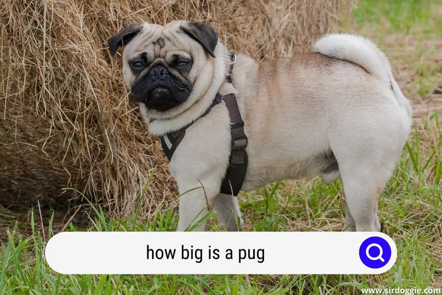 how big is a pug