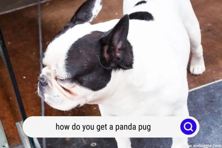 How Do You Get A Panda Pug?