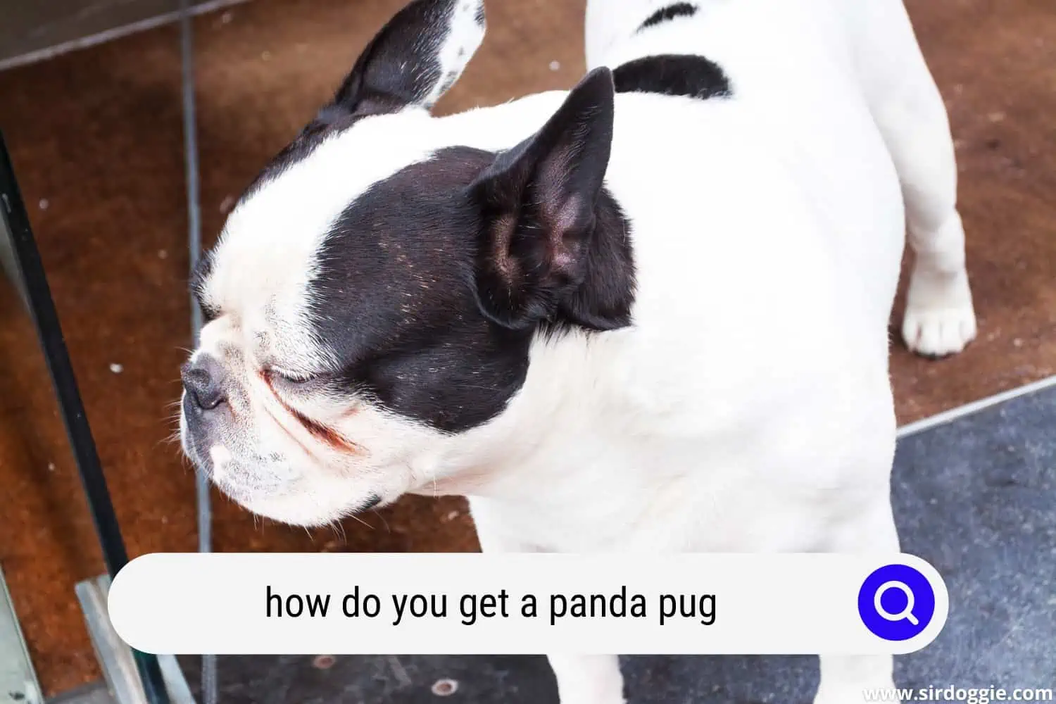 how do you get a panda pug