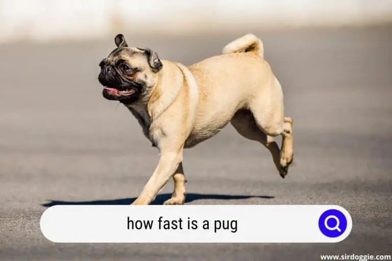 how fast is a pug