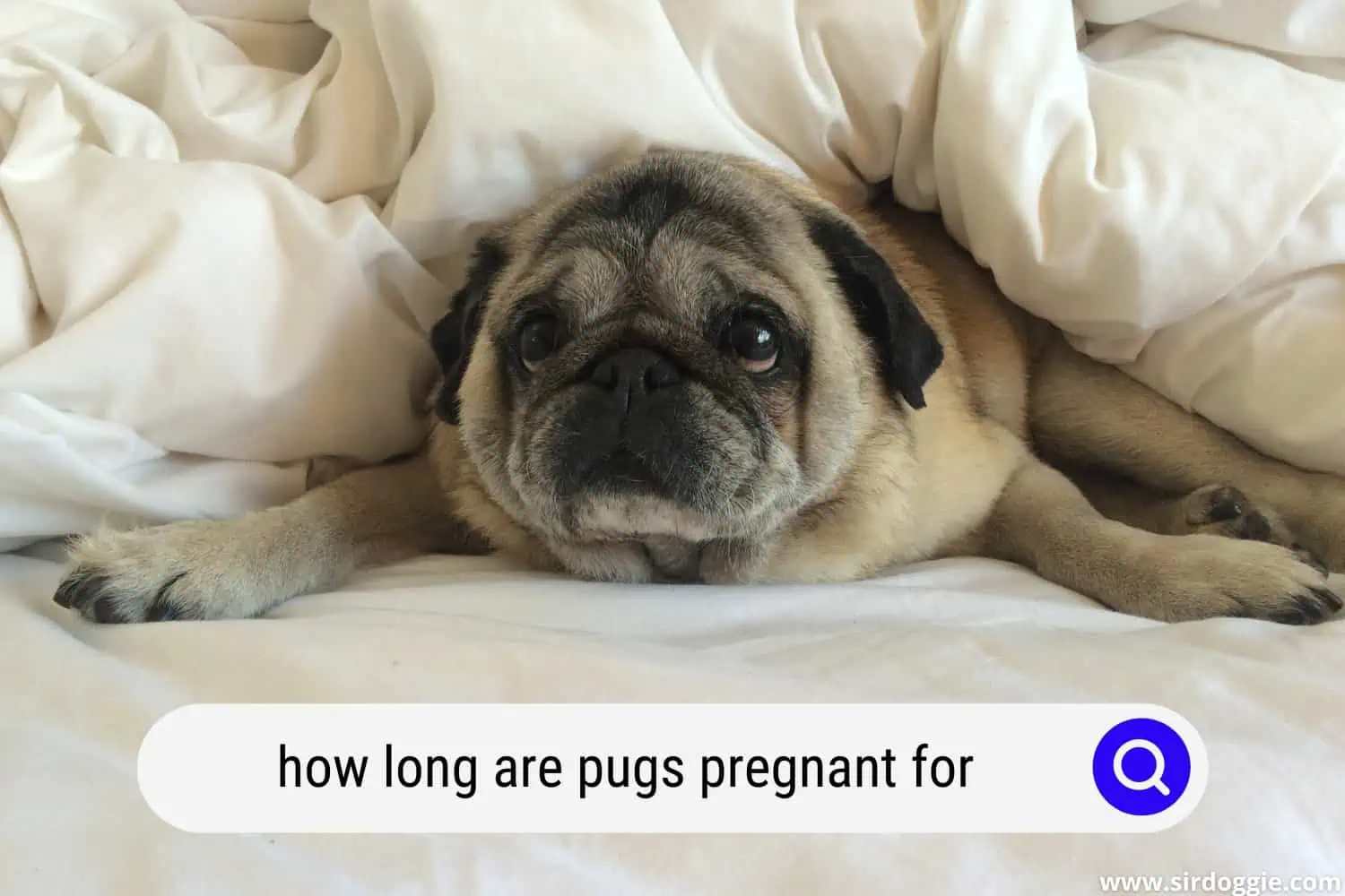 how long are pugs pregnant for