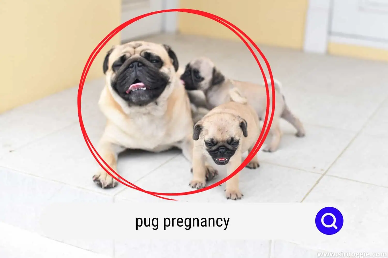 pug pregnancy