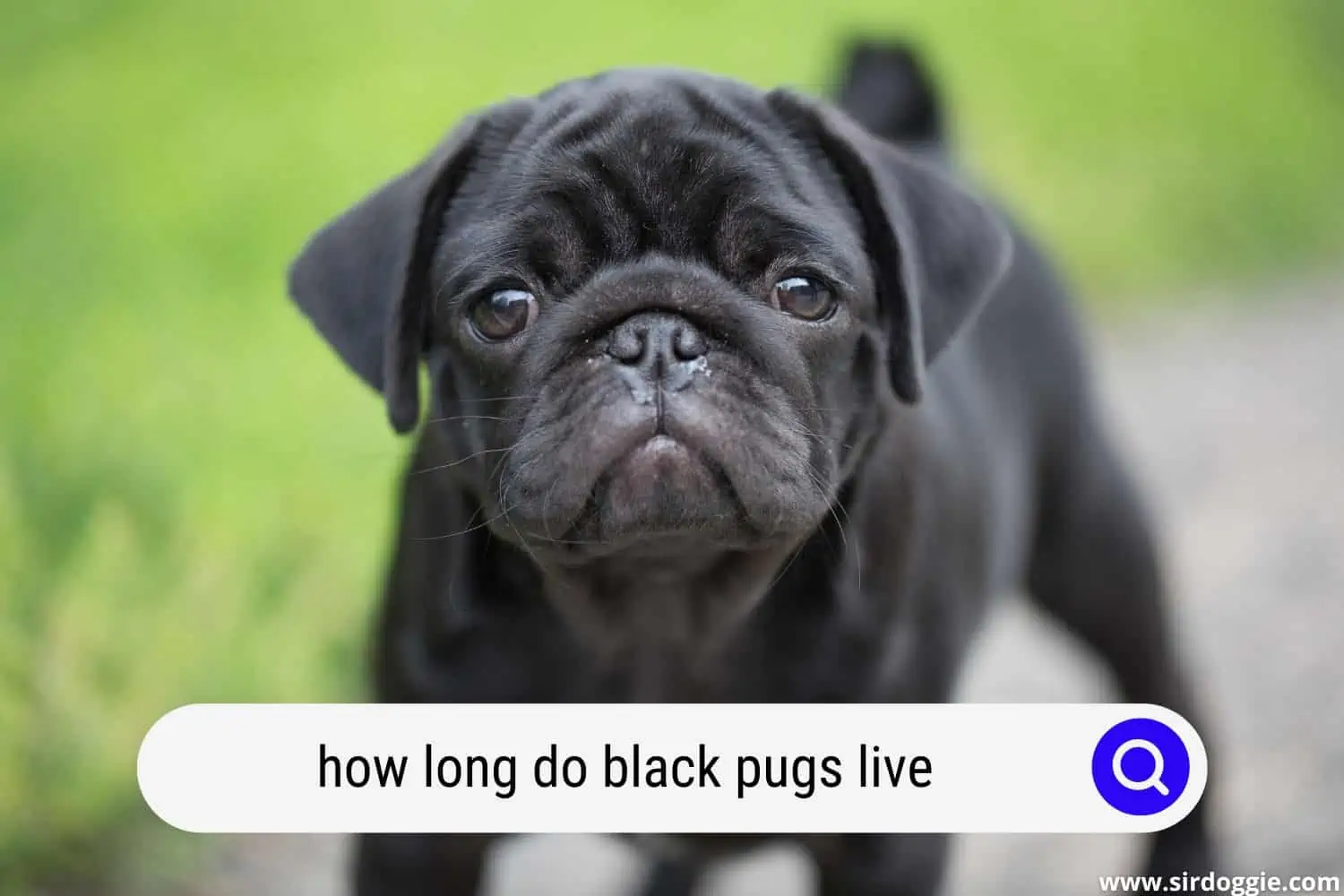 how long do black pugs live