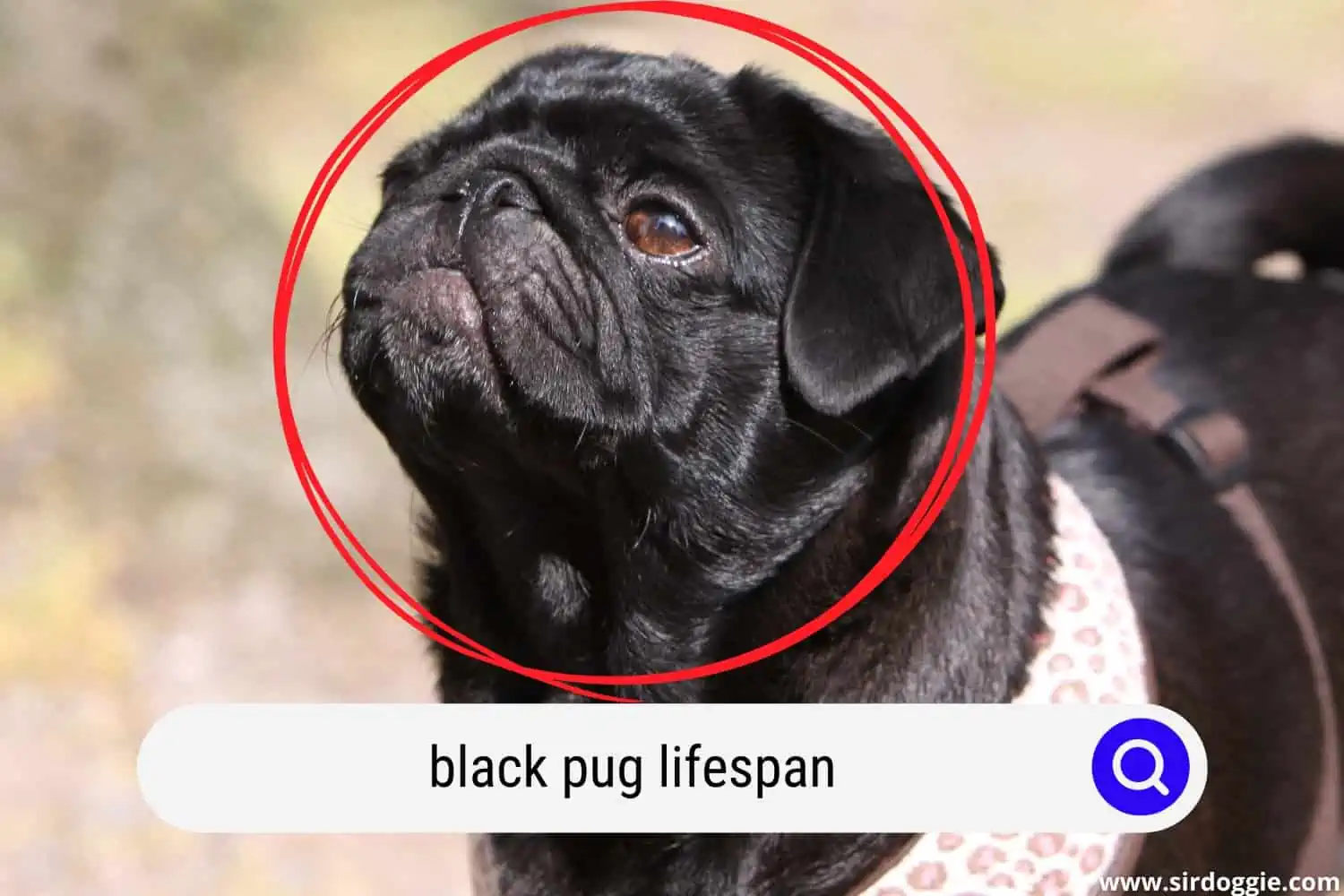 black pug lifespan
