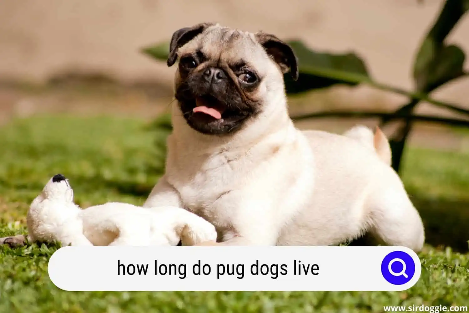 how long do pug dogs live