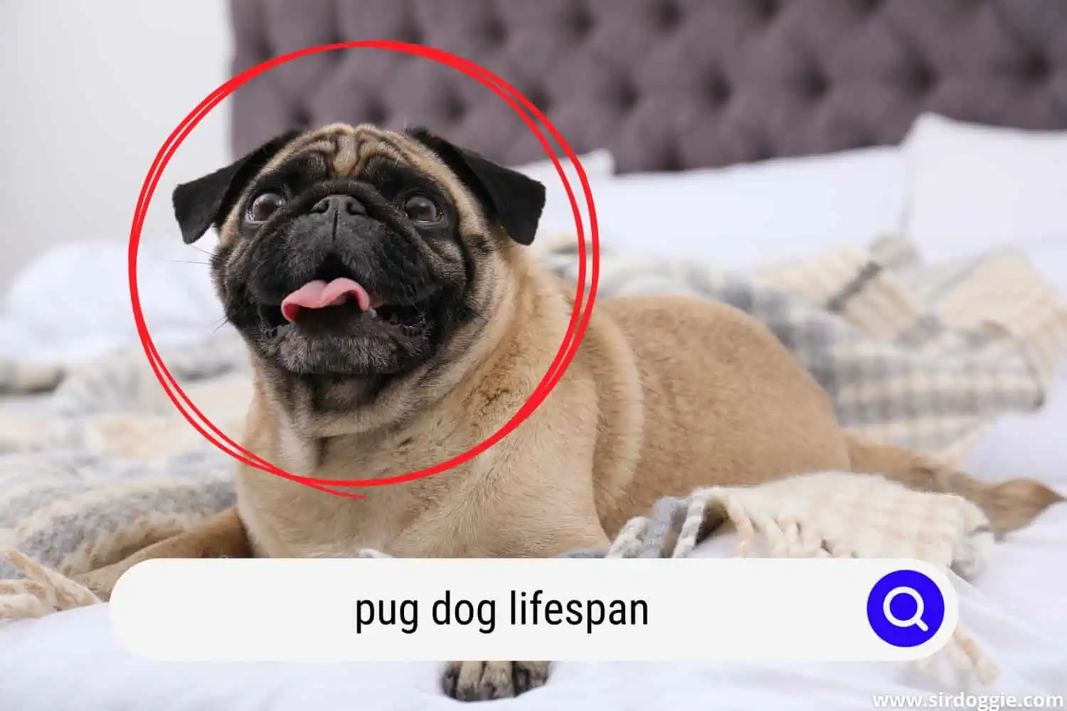 pug dog lifespan