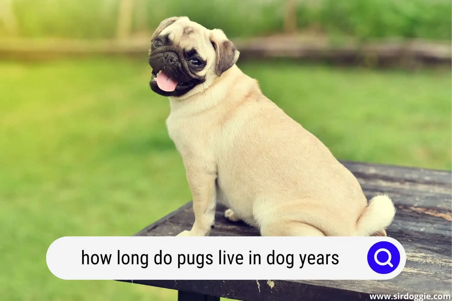 how long do pugs live in dog years