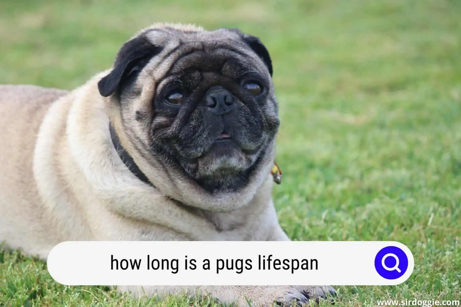 how long is a pugs lifespan